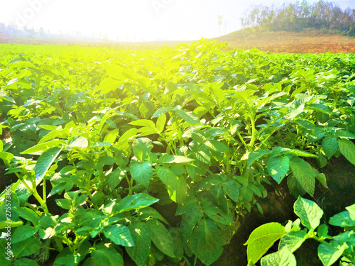 The most famous potato plantation in Thailand, located in Phop Phra District, Tak Province, Thailand, adjacent to the high mountain tops.           photo