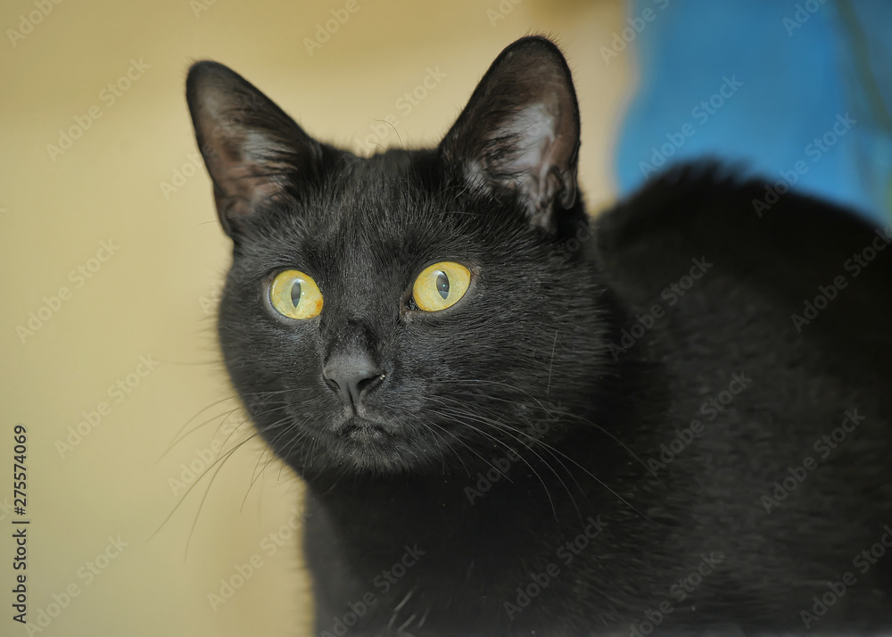 Fototapeta premium black cat with yellow eyes portrait