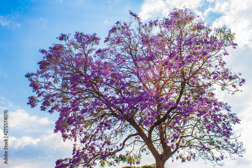Wallpaper Mural jacarandas durante la primavera Torontodigital.ca