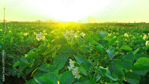 Fotografie The potato plantation is growing, which is a big hotbed in Thailand