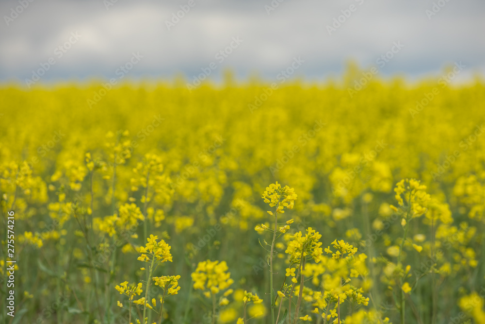 Rapsfeld in voller Blüte