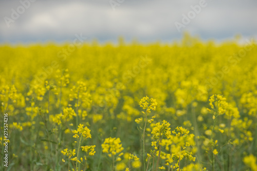 Rapsfeld in voller Blüte © hopfi23