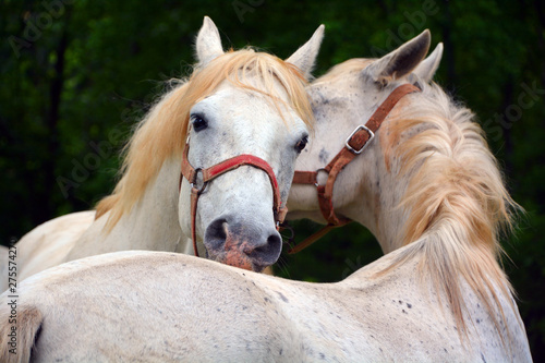 Vászonkép The Lipizzan, or Lipizzaner is a breed of horse originating from Lipica in Slovenia