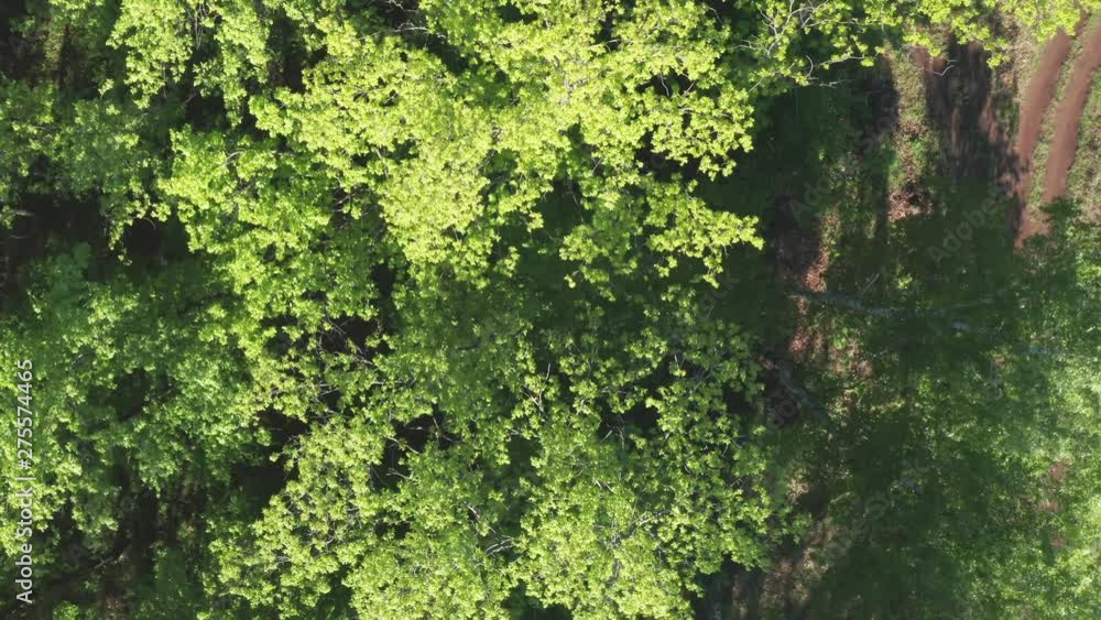Aerial look-down shot over the forest. Dense forest. A lot of birch trees. Foliage swaying in the wind. The road on the outskirts of the forest. Aerial look-down shot over the forest. Dense forest. A lot of birch trees. Foliage swaying in the wind. The road on the outskirts of the forest.