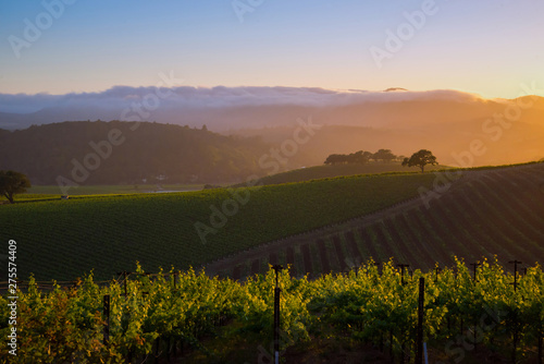 Foto A generic Napa Valley vineyard