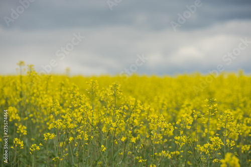 Rapsfeld in voller Blüte