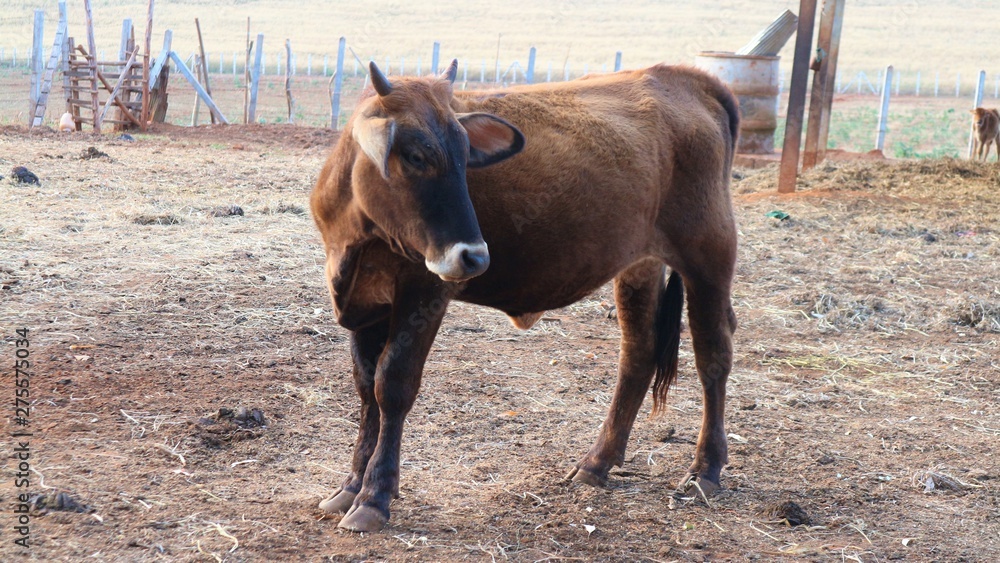 Thai cow standing in the stall Thai cow standing in the stall