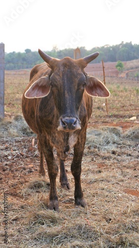 Thai cow standing in the stall