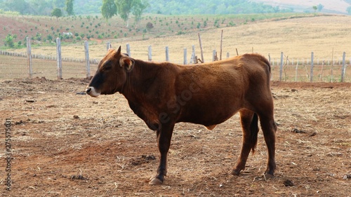 Thai cow standing in the stall © sunet