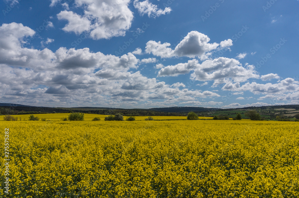 Fototapeta premium Rapsfeld in voller Blüte
