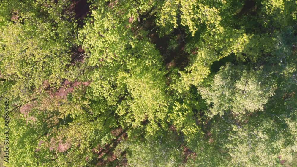 Aerial look-down shot over the forest.Well lit forest. Bright foliage in the sun. The road passes through the forest. Aerial look-down shot over the forest.Well lit forest. Bright foliage in the sun. The road passes through the forest.