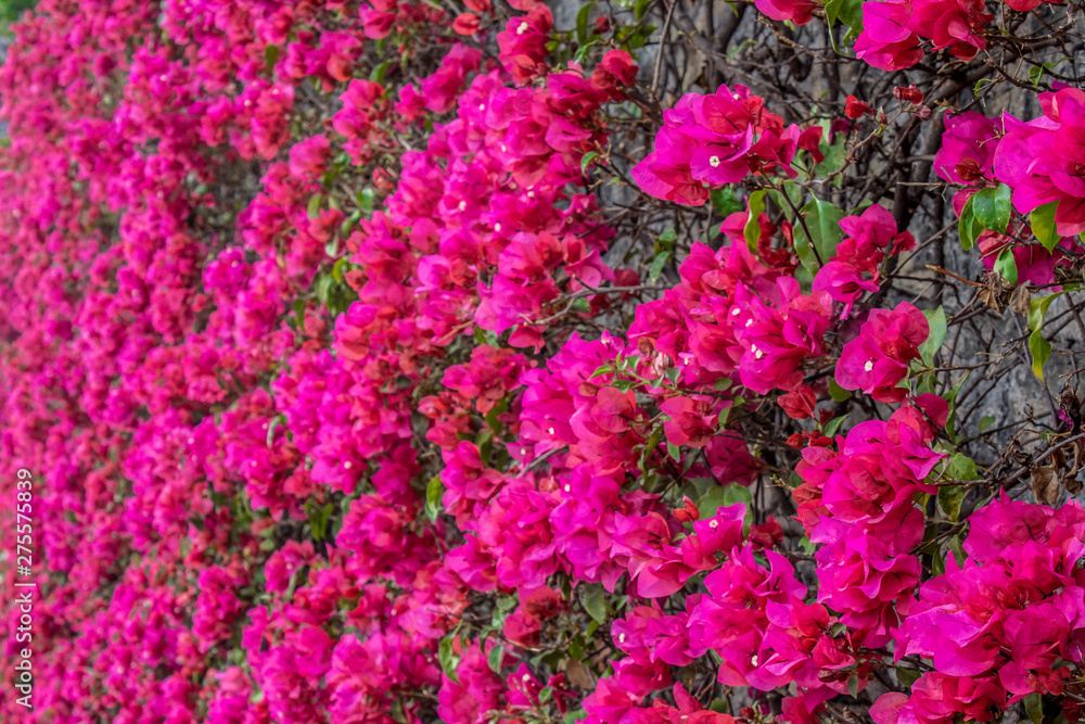 Detalle de Bugambilia rosa Detalle de Bugambilia rosa