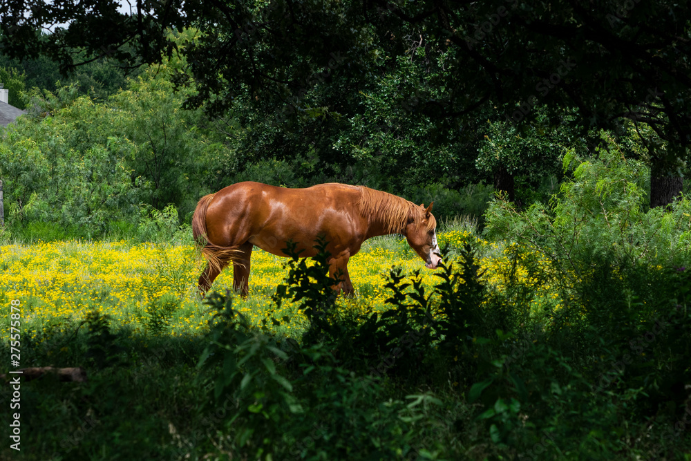Brown Horse with White Muzzle Walking in Yellow flowers