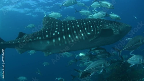 Whale Shark, Rhincodon Typus surrounded by school of Club nosed trevally 