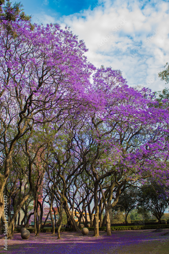 Obraz premium Árboles de Jacarandas en Ciudad de México