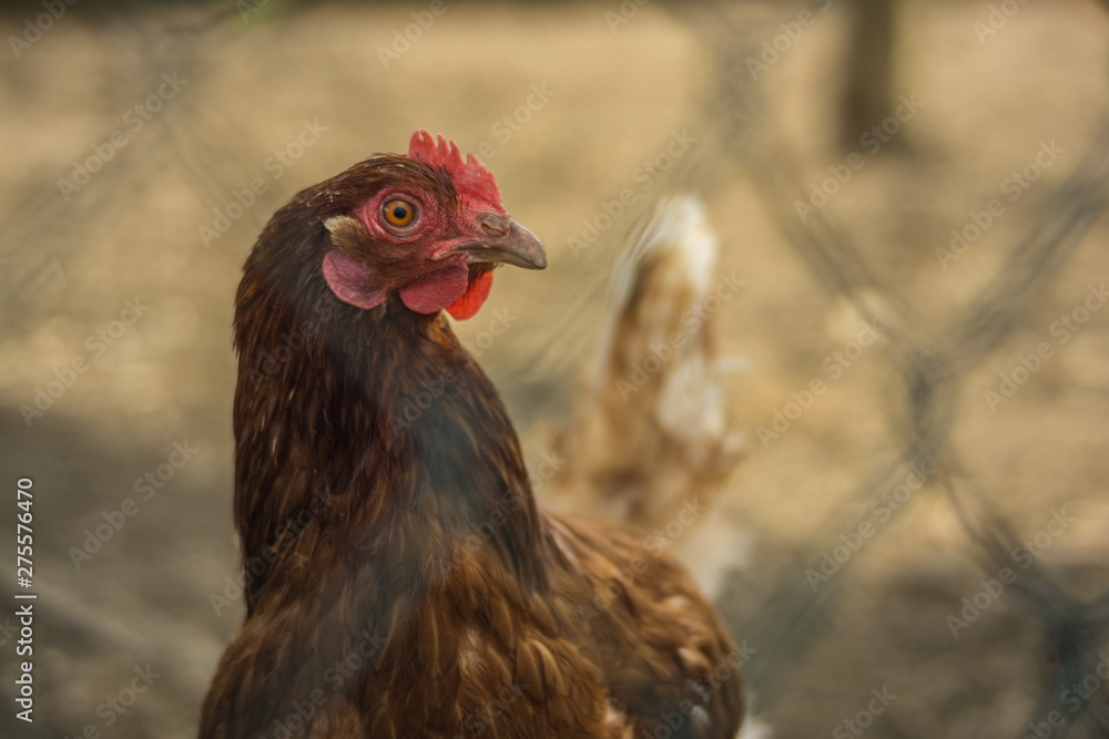 Huhn auf dem Bauernhof