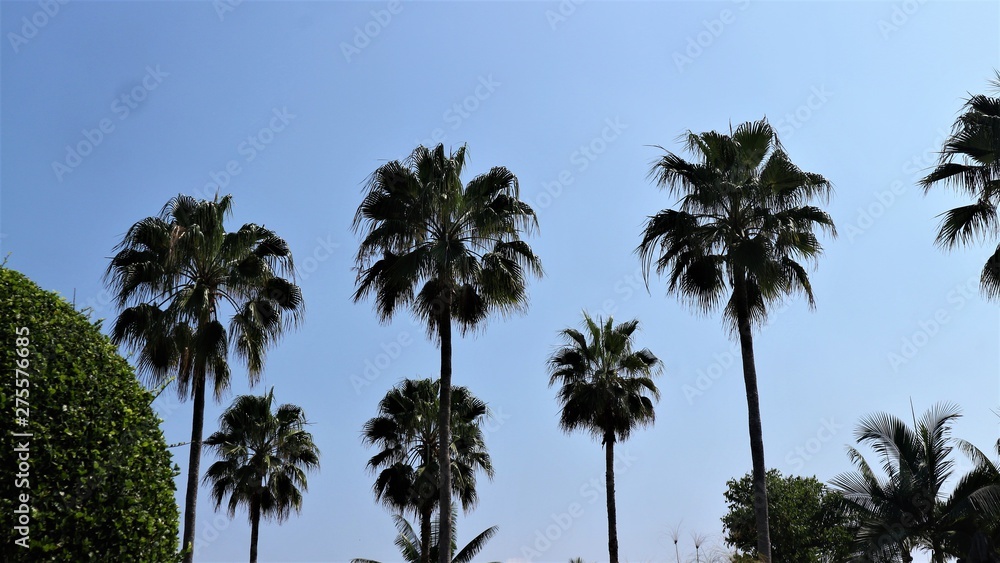 Palm trees on a blue background for wallpaper, wind blowing leaves