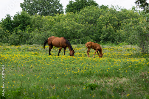 Mare and Foal Horses Grazing in Field of Yellow Flowers