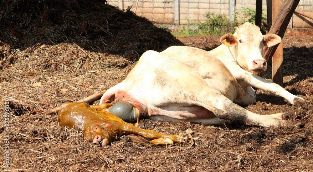 Thai cows give birth to male males Thai cows give birth to male males
