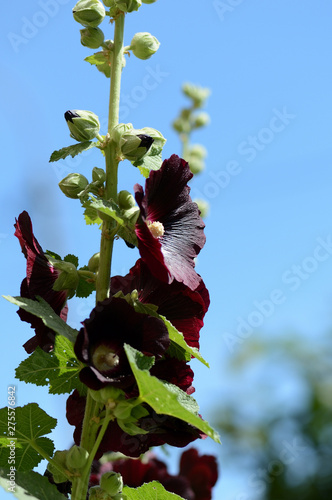 Dark flowers of the hollyhock (Alcea rosea) in the summer garden close-up