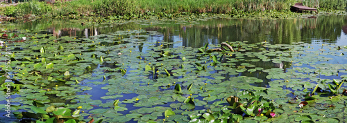 Panorama of a small rural pond with still water and with blooming water red and yellow lilies 2