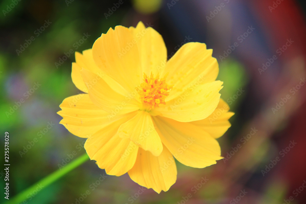 Yellow flowers fresh and blooming with blurred natural background. Yellow flowers fresh and blooming with blurred natural background.