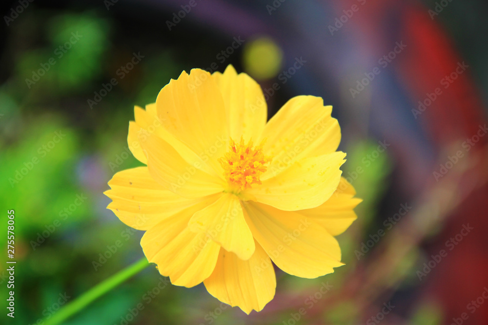 Yellow flowers fresh and blooming with blurred natural background. Yellow flowers fresh and blooming with blurred natural background.