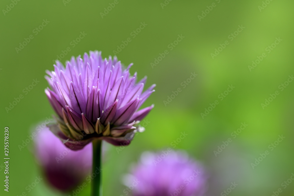 schnittlauchblüten leuchten im freien im garten schnittlauchblüten leuchten im freien im garten