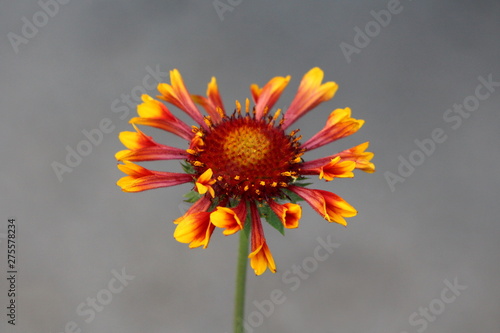 Common gaillardia or Gaillardia aristata or Common blanketflower or Blanketflower or Brown-eyed susan perennial wildflower with yellow to reddish petals starting to open and flower head with center fu photo