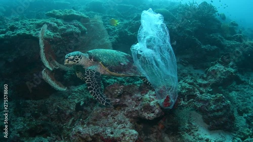 Hawksbill sea turtle trying to eat plastic bag floating in tropical coral reef 