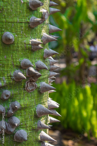 detalle de tronco de arbol jaiba photo