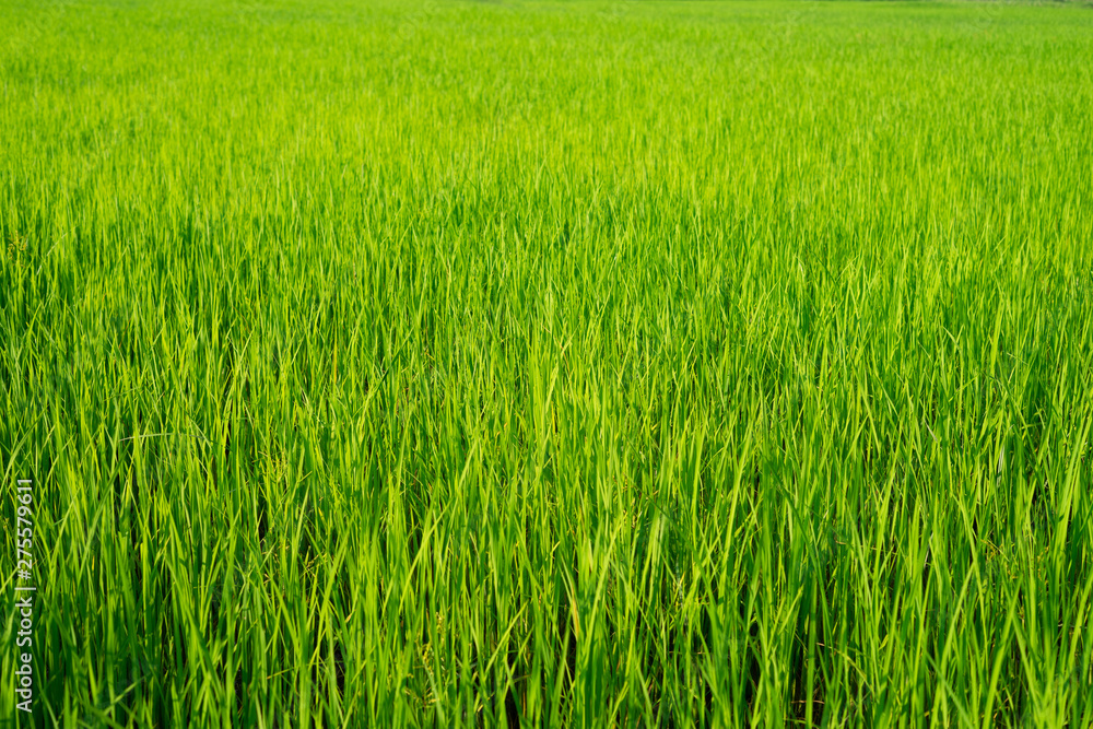 The light that falls splash of green fields The light that falls splash of green fields