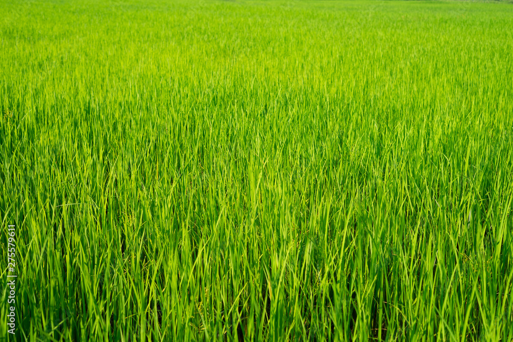 The light that falls splash of green fields