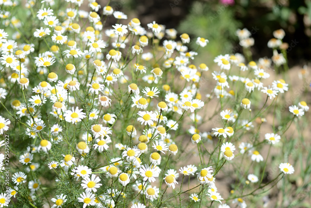 Chamomile (Matricaria chamomilla) blooms in the summer garden on a sunny day