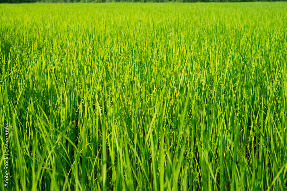 The light that falls splash of green fields The light that falls splash of green fields