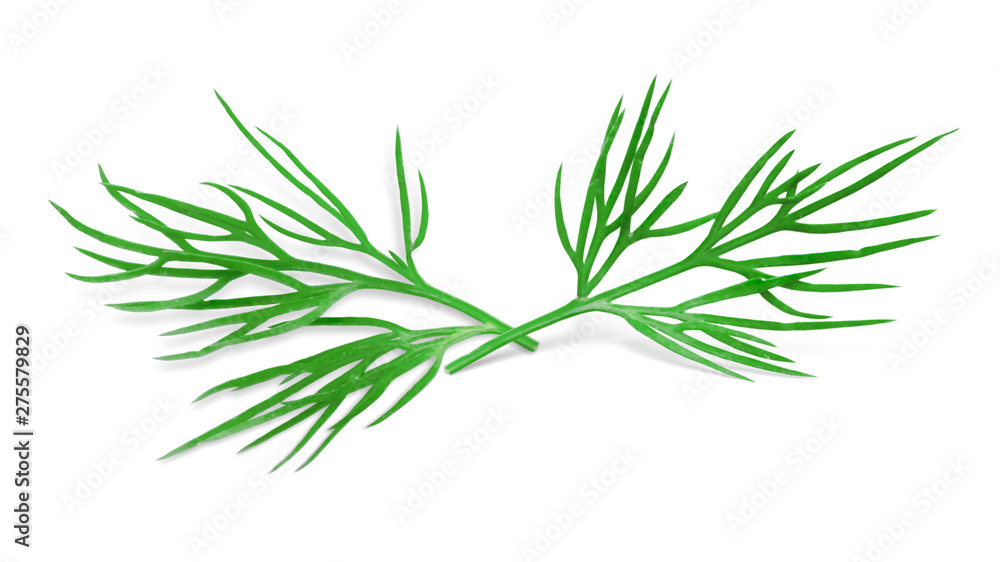 Fototapeta premium Dill Isolated on White. Fresh Dill Herb, Full Depth of Field