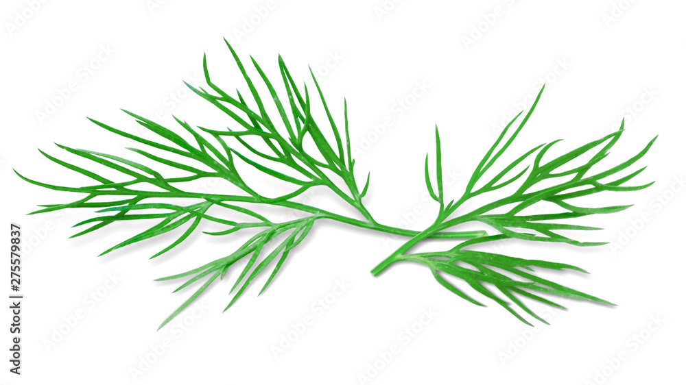 Fototapeta premium Dill Isolated on White. Fresh Dill Herb, Full Depth of Field
