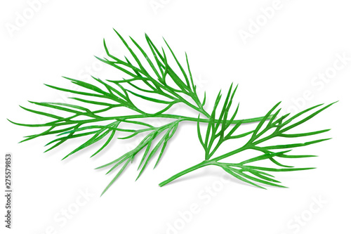 Dill Isolated on White. Fresh Dill Herb, Full Depth of Field