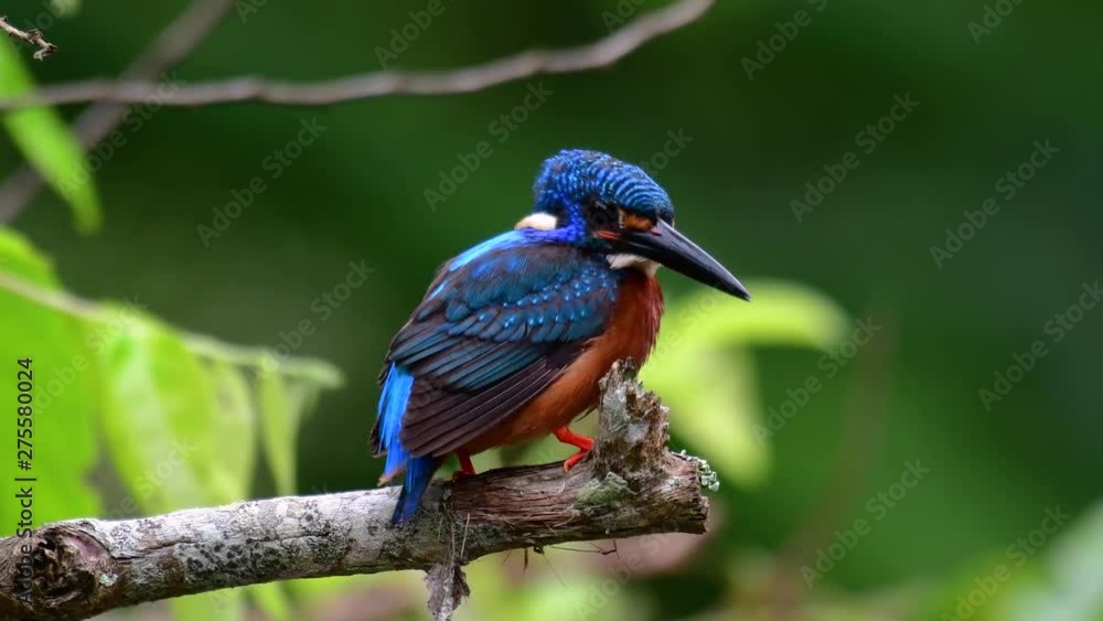 The Blue-eared Kingfisher is a small Kingfisher found in Thailand and it is wanted by bird photographers because of its lovely blue ears as it is a small, cute and fluffy blue-feather-ball of a bird. The Blue-eared Kingfisher is a small Kingfisher found in Thailand and it is wanted by bird photographers because of its lovely blue ears as it is a small, cute and fluffy blue-feather-ball of a bird.