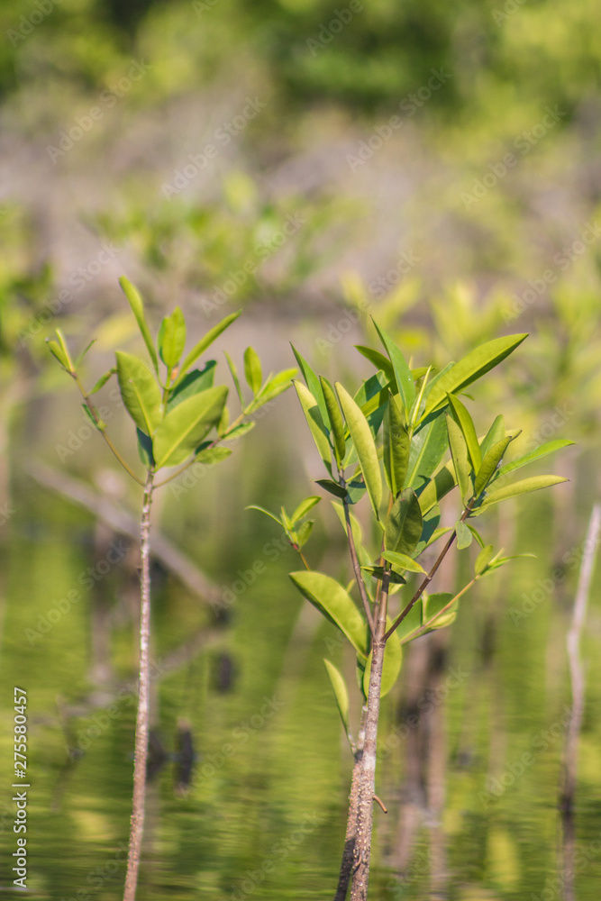 Naklejka premium Pequeño arbol en reforestación de Manglar