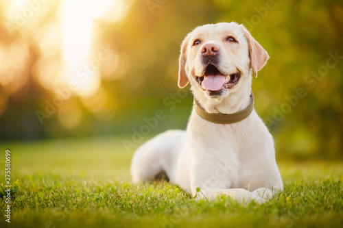 Canvas Print Active, smile and happy purebred labrador retriever dog outdoors in grass park o