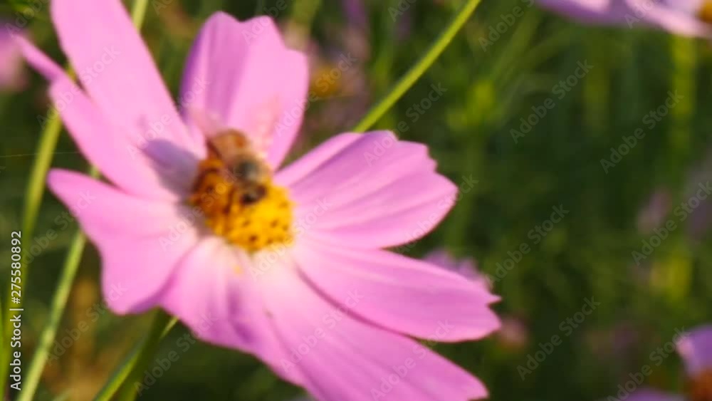 Working honey bee on the pink cosmos flower Working honey bee on the pink cosmos flower
