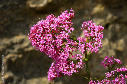 Purple beautiful flowers of the Ivory Queen in sunshine on a mountain on the Mediterranean coast of Spain. Latin karataviense. photo