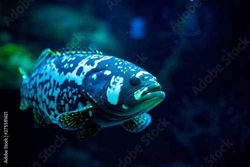 Fish aquarium. dangerous fish swiming in aquarium in oceanarium. Colorful aquarium tank filled with stones  seaweed. Colorful aquarium  beautiful fish in ocean.