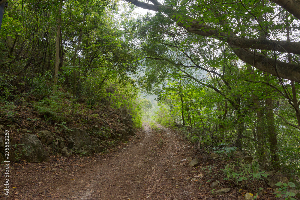 A curved mud road in the wild woods stretches into the distance, dirt road view A curved mud road in the wild woods stretches into the distance, dirt road view