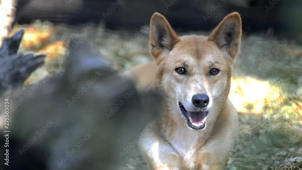Australian dingo outside in nature during the day. Australian dingo outside in nature during the day.