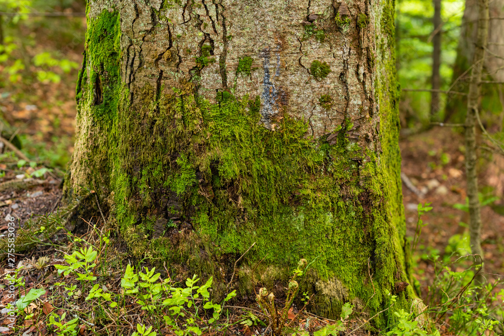 Fototapeta premium Bright colourful green moss on a tree trunk on a wood glade