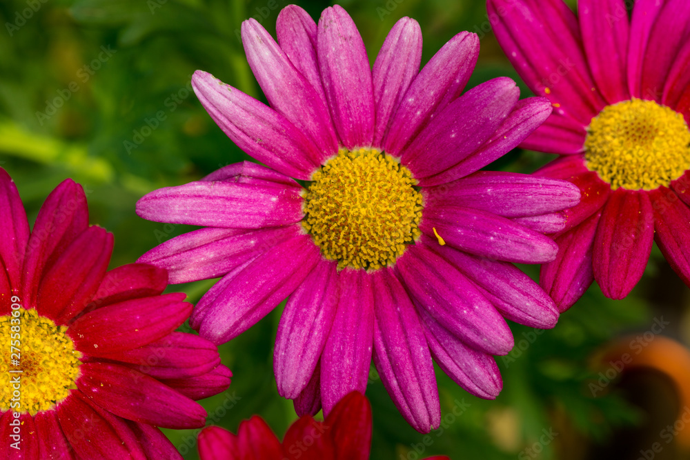pink daisy flower in winter