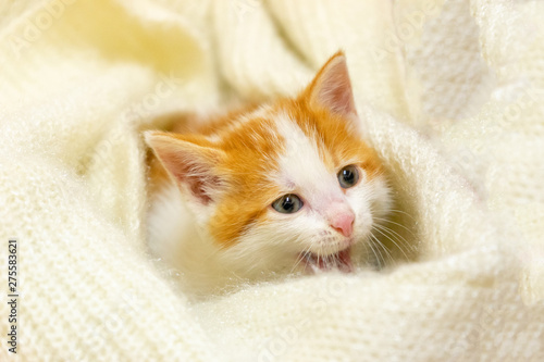 A little red-white kitten is lying on a light fluffy rug. Meowing kitten.