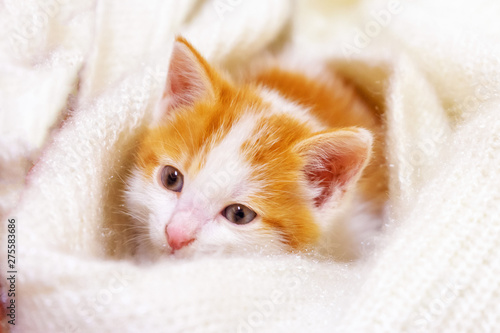 A little red-white kitten is lying on a light fluffy rug. Pet.